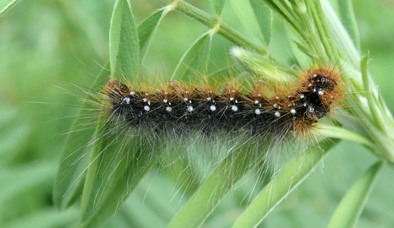Bruco da Id. - Arctia caja, Erebidae Arctiinae